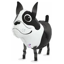 Airwalker Boston Terrier